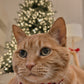 PETS -  GINGERBREAD WORKSHOP 2025 Christmas Pyjamas