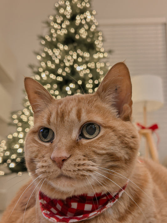 PETS -  GINGERBREAD WORKSHOP 2025 Christmas Pyjamas