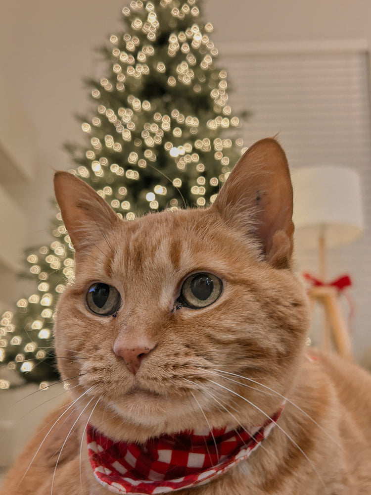 PETS -  GINGERBREAD WORKSHOP 2025 Christmas Pyjamas